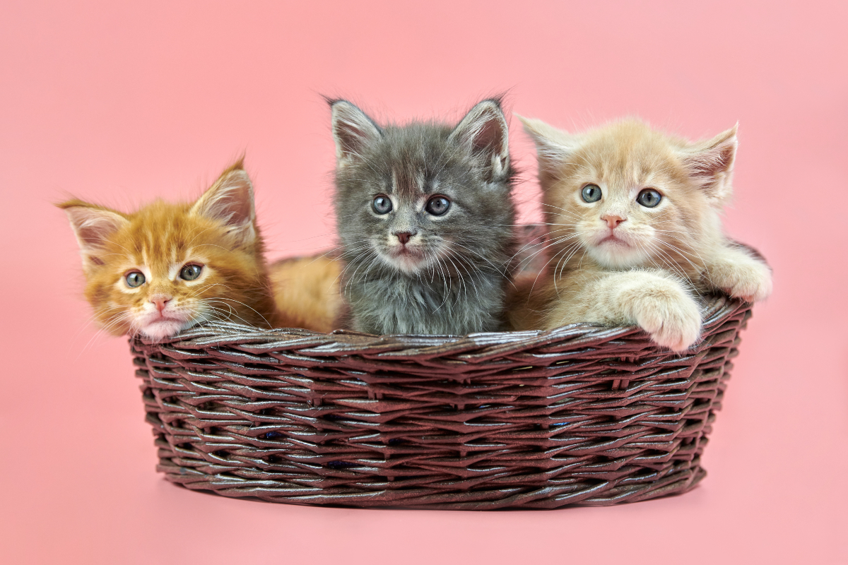 Cute cats