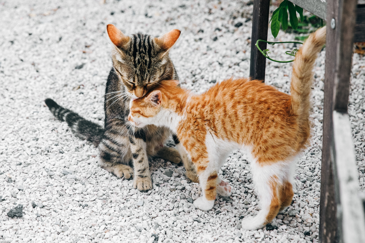 Cat Day