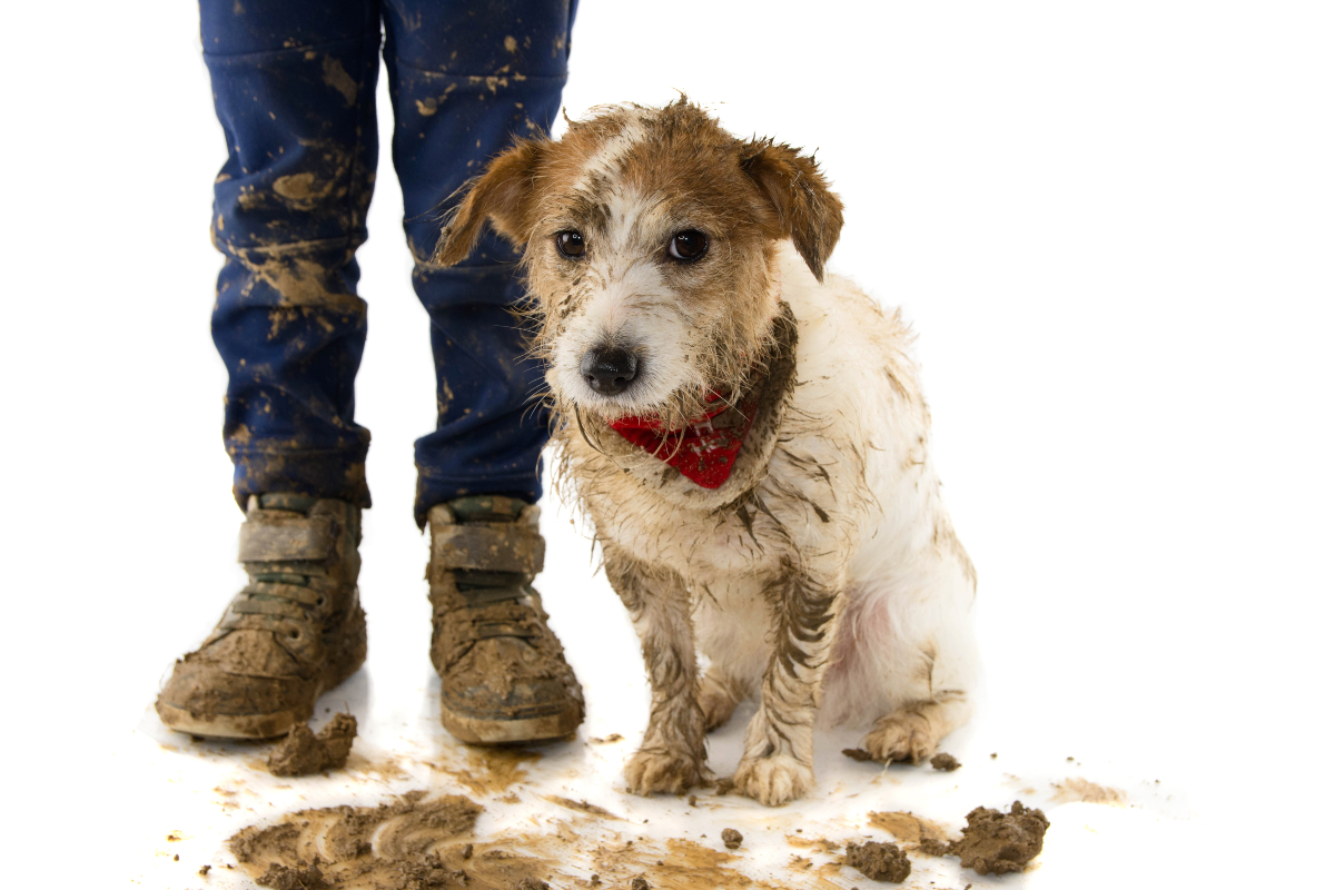 Dog bathing