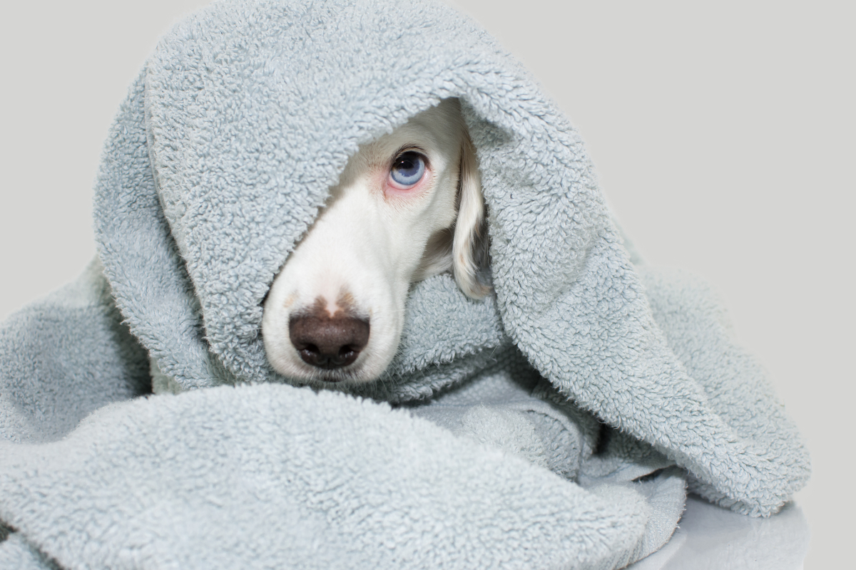 Dogs bathing