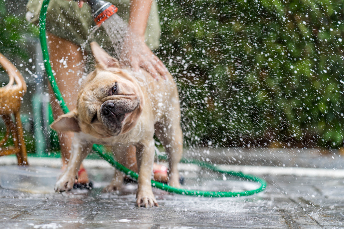 Dog shower at garden
