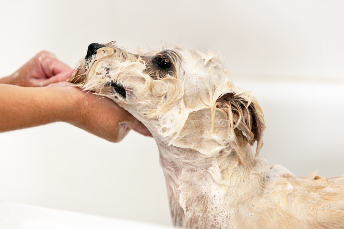 Washing dog