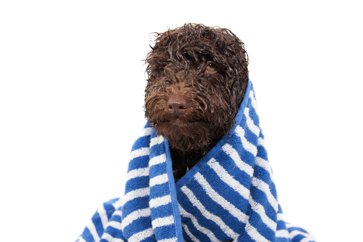 Wet dog