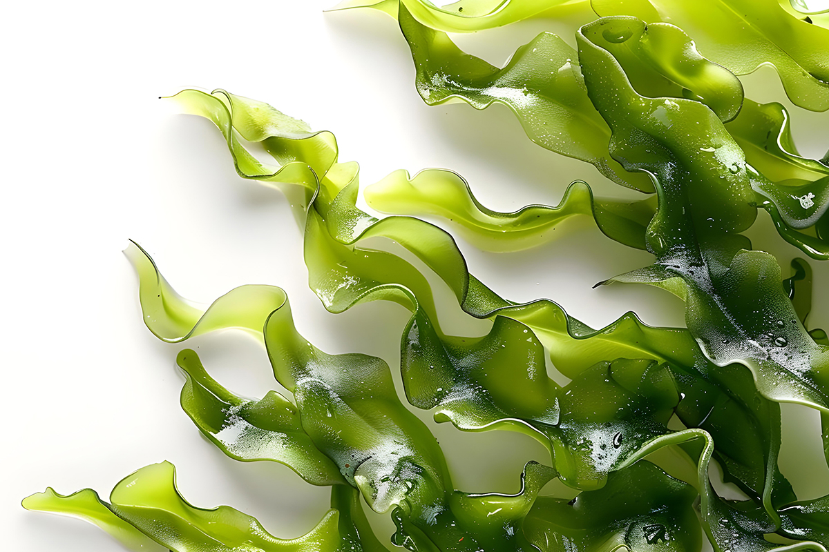 Algae in cosmetics hydrate the skin and hair
