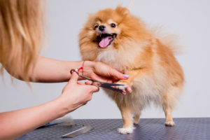 Šišanje pasa – pomodarstvo ili obavezan deo higijene