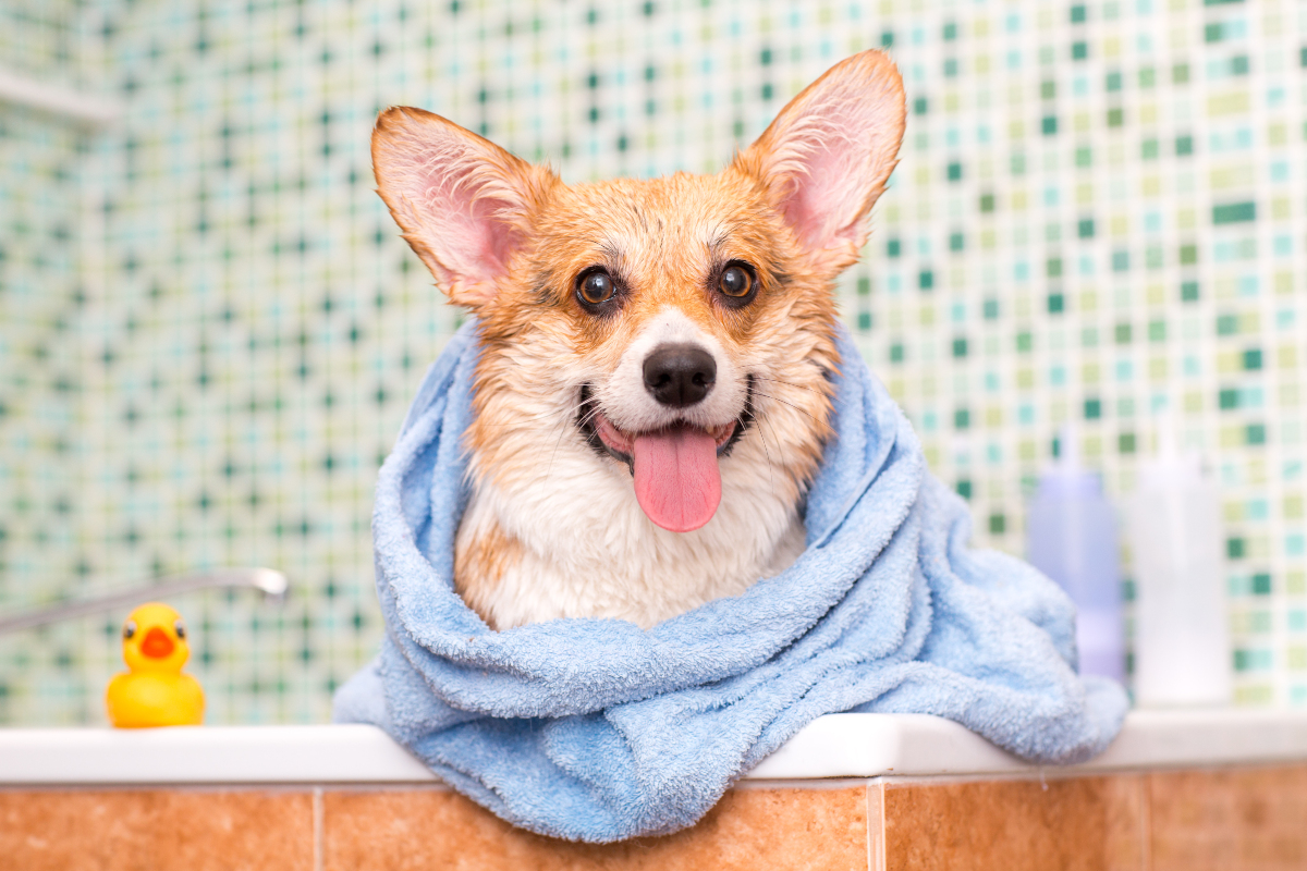 Dog in bathroom