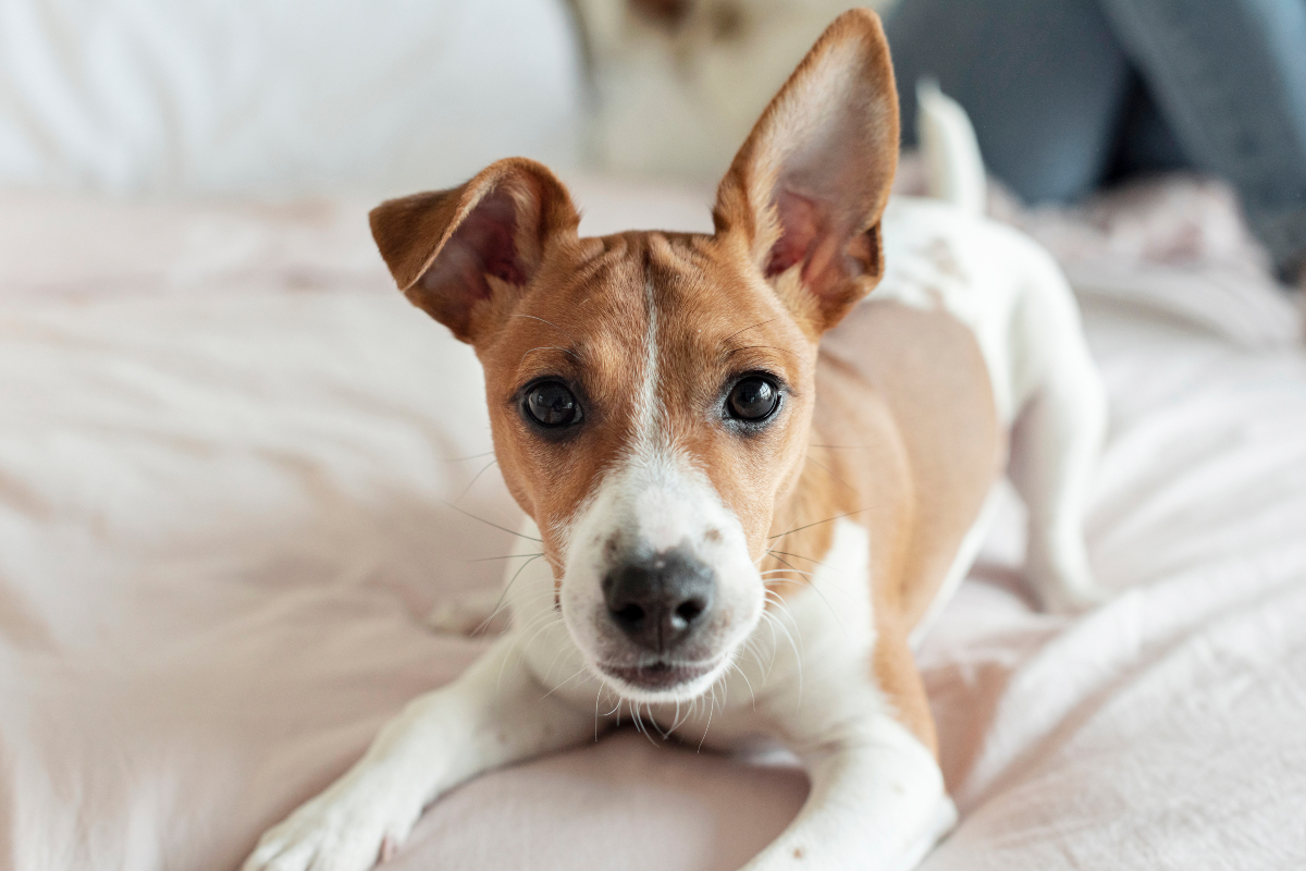 Dog in bed