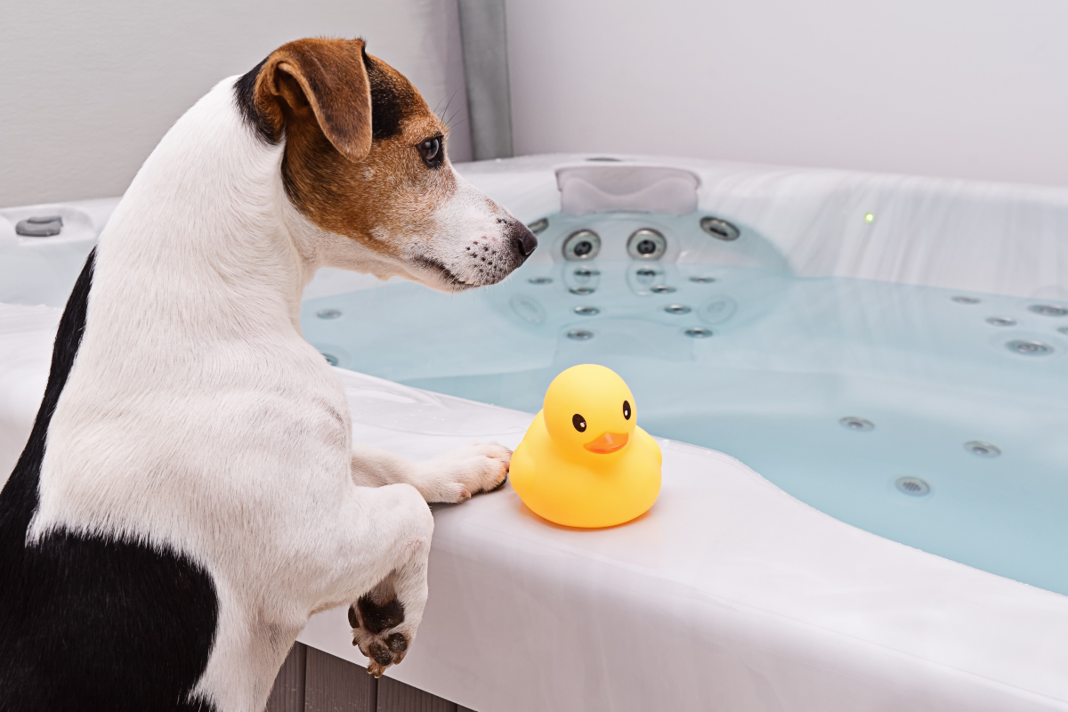 Bathing dogs at home