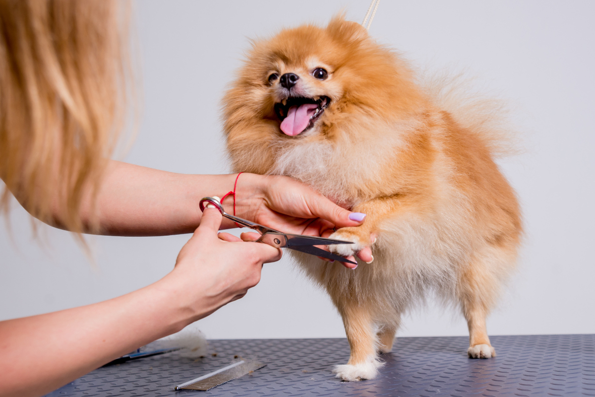 Animal grooming store